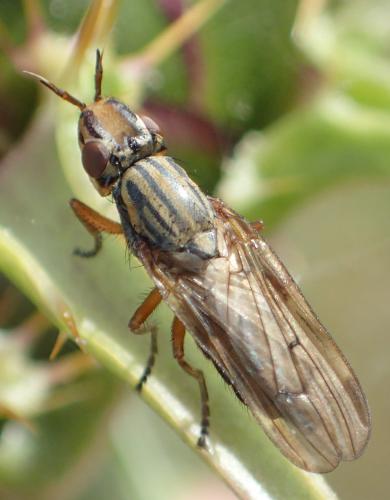 Dorycera graminum